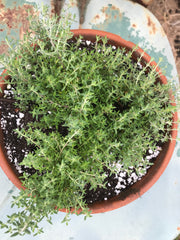 Orange Balsam Thyme in the Herb Garden