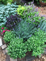 Herb Garden Plants for Ornamental Gardens 