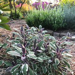 Tricolor Sage in the Ornamental Herb Garden