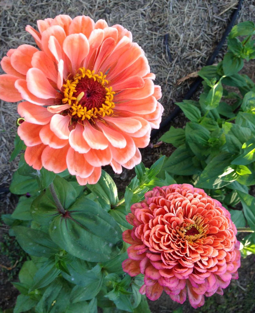 Benary's Giant Salmon Rose Zinnia, Great for Cut Flower Gardens, Easy