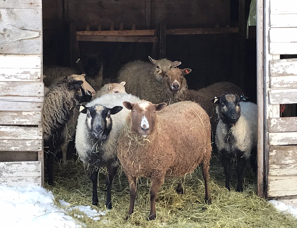 A Visit to Soft Rain Farm