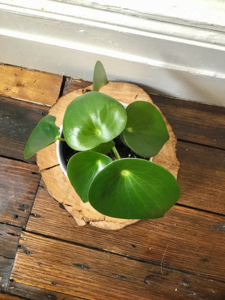 Peperomia Polybotrya (Tasmania Only)