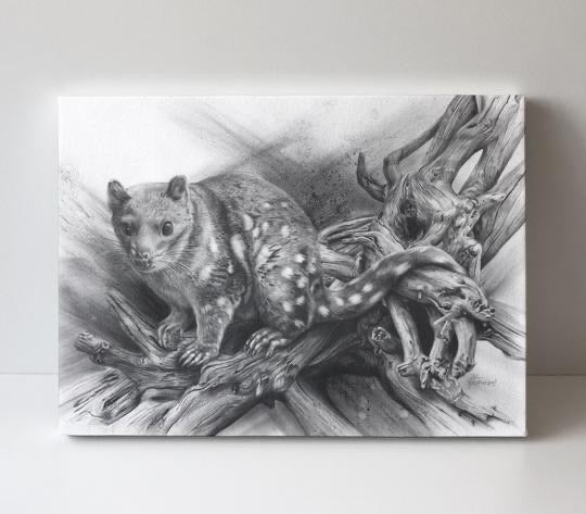 Driftwood Spotted Quoll Greeting Card