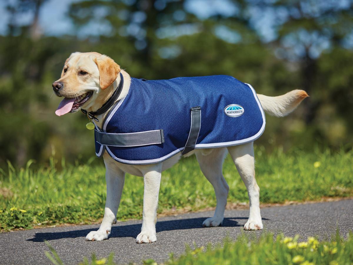 weatherbeeta dog jacket