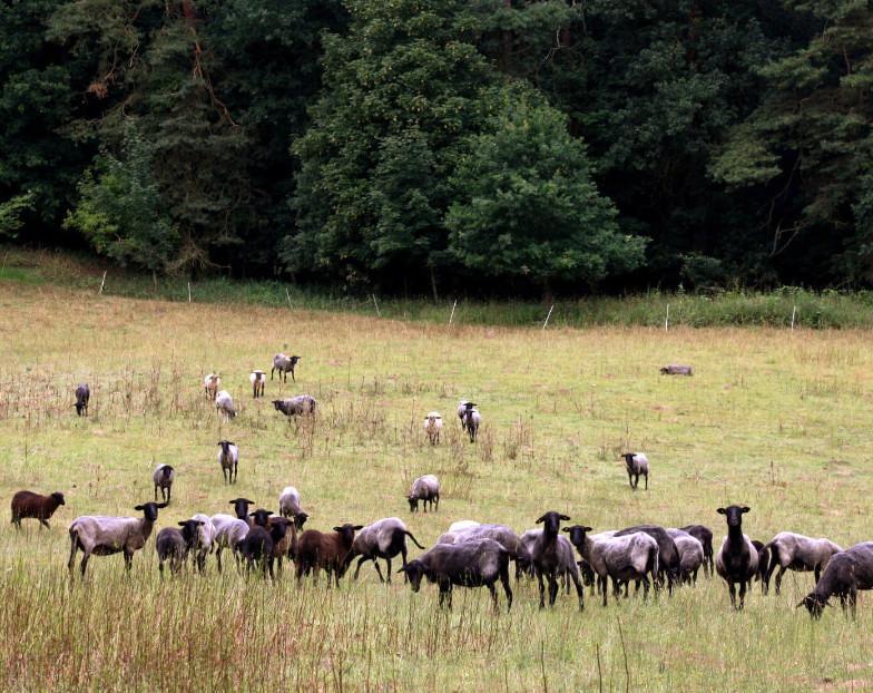 pommersche Landschaf ist sehr aromotaisch und oberlecker im Geschmack