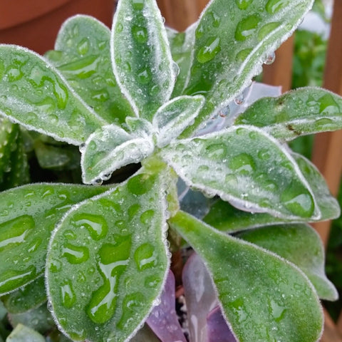 watering succulents