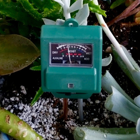 watering succulents