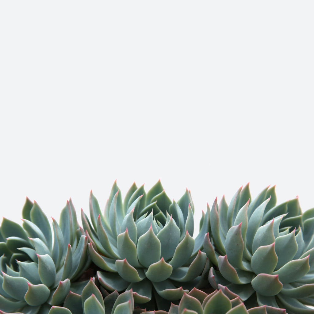 echeveria mazarine succulent