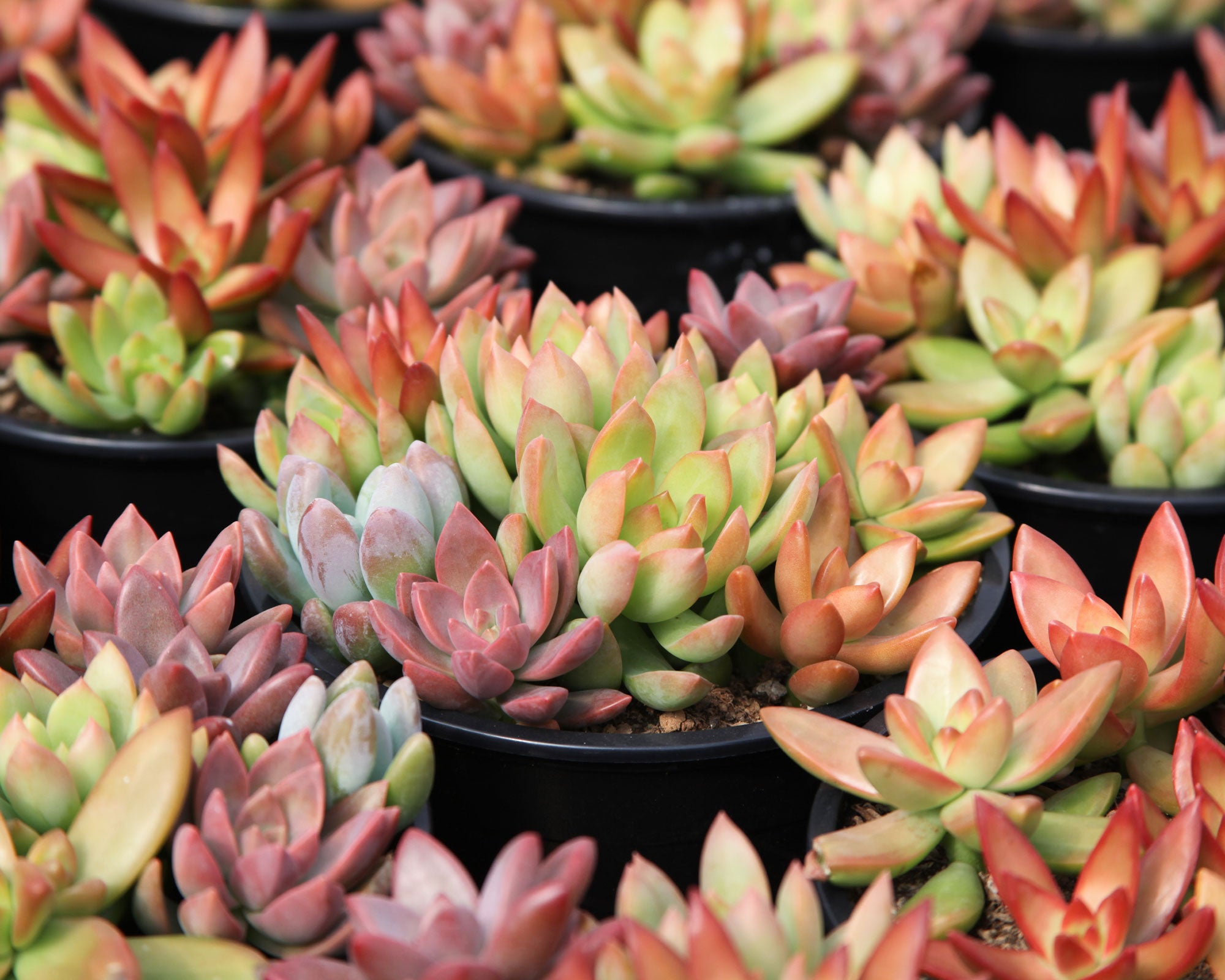 best springtime succulents sedum