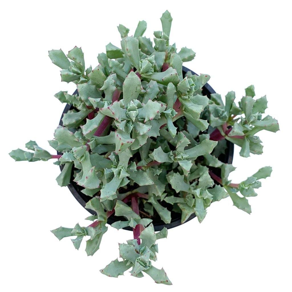 Oscularia deltoides 'Pink Ice Plant' – Leaf Clay