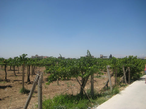 Vineyards in Fourzol - The Little Fair Trade shop