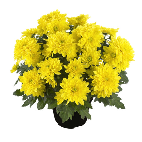 A pot of hardy garden mums sits in front of a white background. 