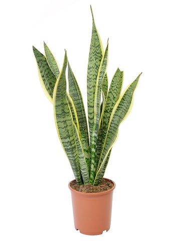 A snake plant with long, green, striped leaves.