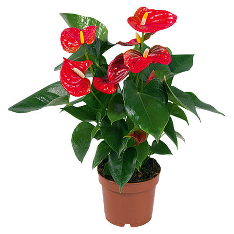 A beautiful flamingo lily sits in a brown pot. It's bright green leaves are contrasted by bright red flowers. 