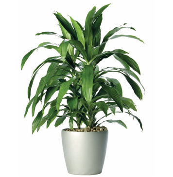A large, potted dracaena deremensis, The Janet Craig Dragon Tree with rich green leaves standing almost 3 feet tall. 