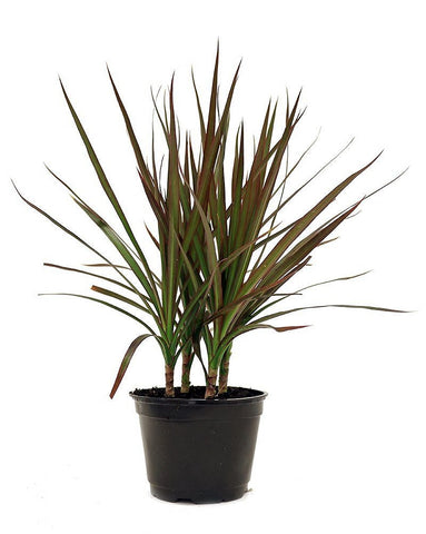 The Red Edged Dracaena, a tall palm-like plant sits in a black pot.