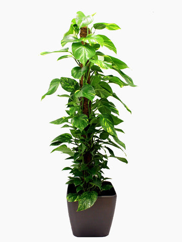 A tall devil's ivy pothos in a grey pot. The ivy has a wooden post to grow up and wrap around.