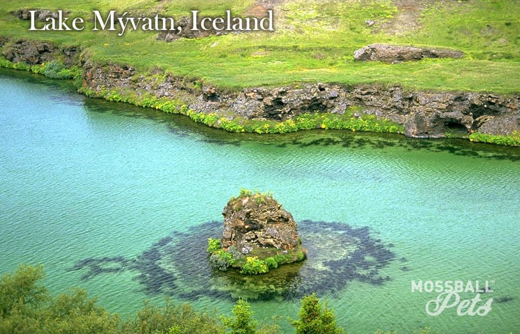 Marimo - Lake Myvatn Iceland