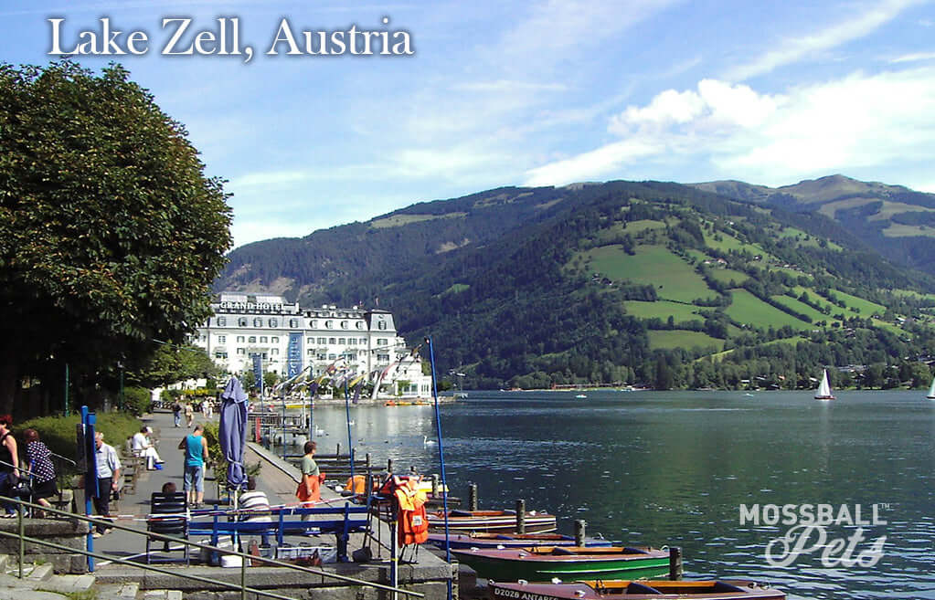 Marimo - Lake Zell, Austria