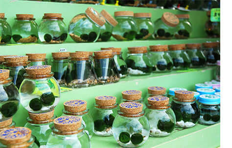 Marimo in Glass Jars for Sale in Japan