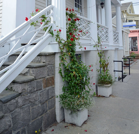 Blended In Planter - My Ugly Planter - Marquis Gardens
