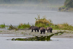 Grizzly Bear Cubs