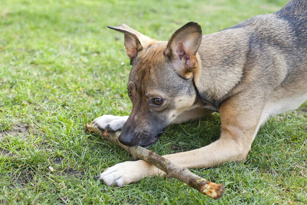 can you prevent lungworm in dogs