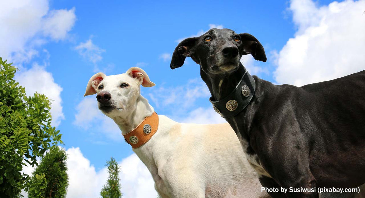 what health problems do galgo espanol have