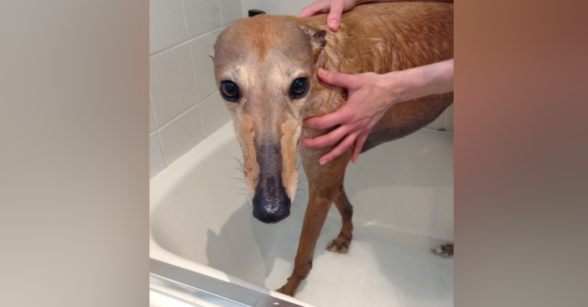 how do you clean greyhound ears