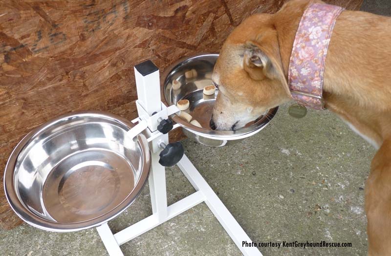 are elevated feeders good for dogs