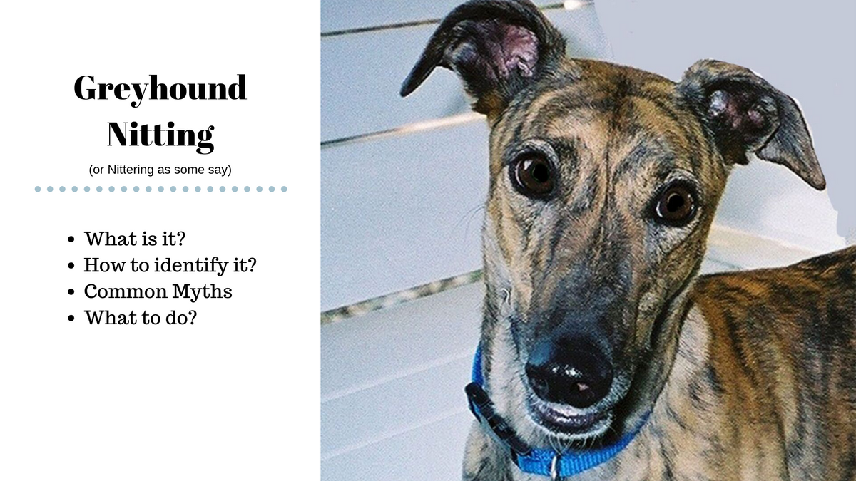 are greyhounds smart dogs