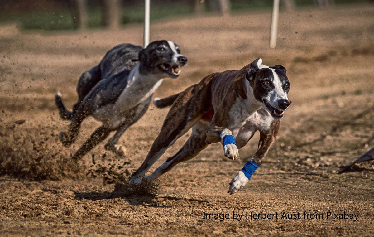 are greyhound the most intelligent dogs