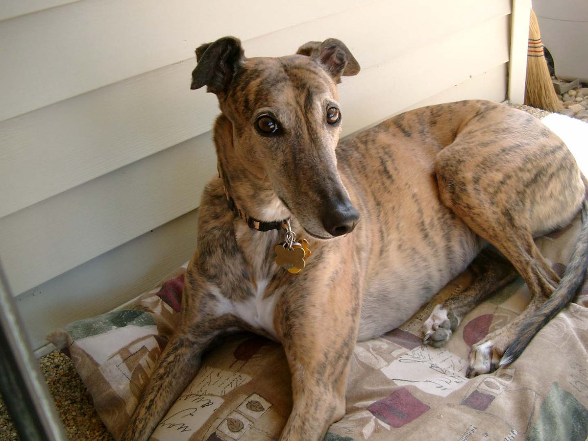 are greyhounds aggressive dogs