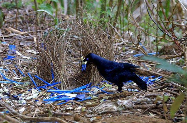 bower bird