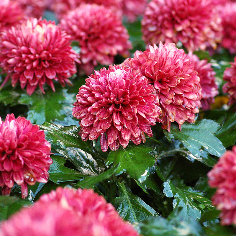 chrysanthemum 