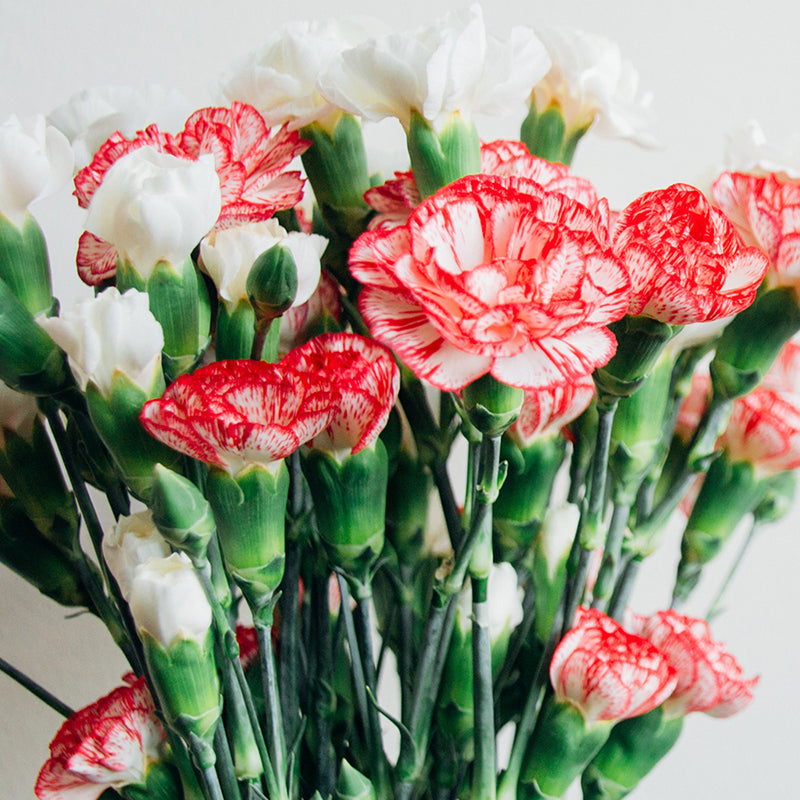 carnations 