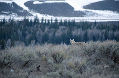 Coyote in large field