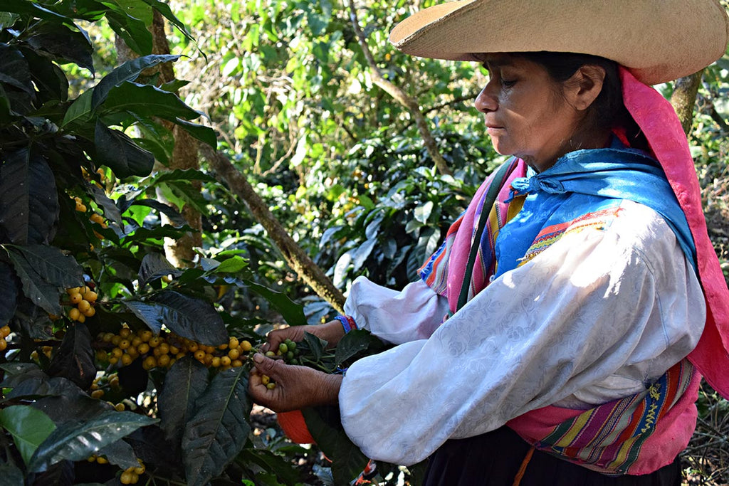 Harvesting organic coffee in Northern Peru.