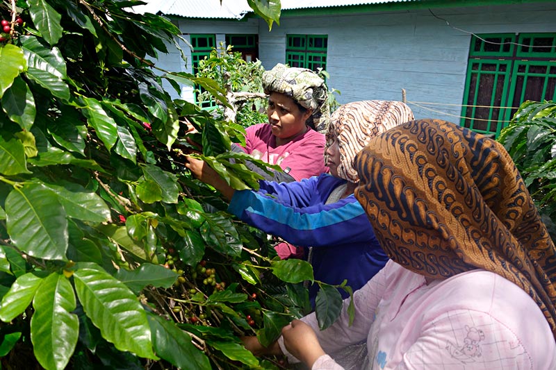 Fair trade coffee farmers in Sumatra