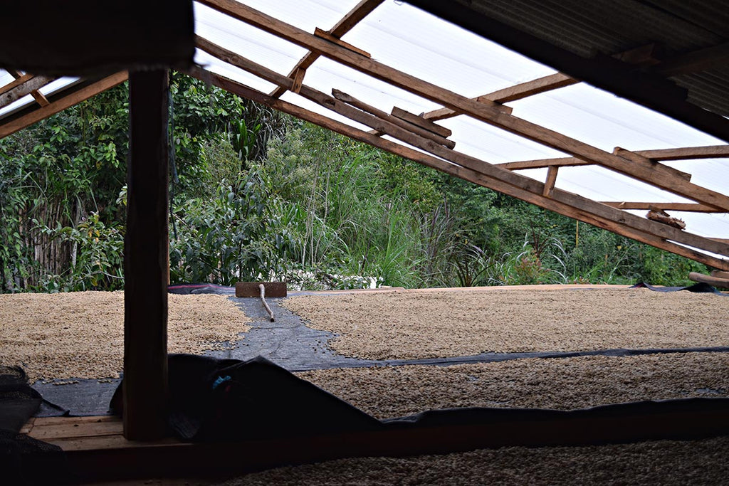 Cafe Femenino Peru - Coffee Drying