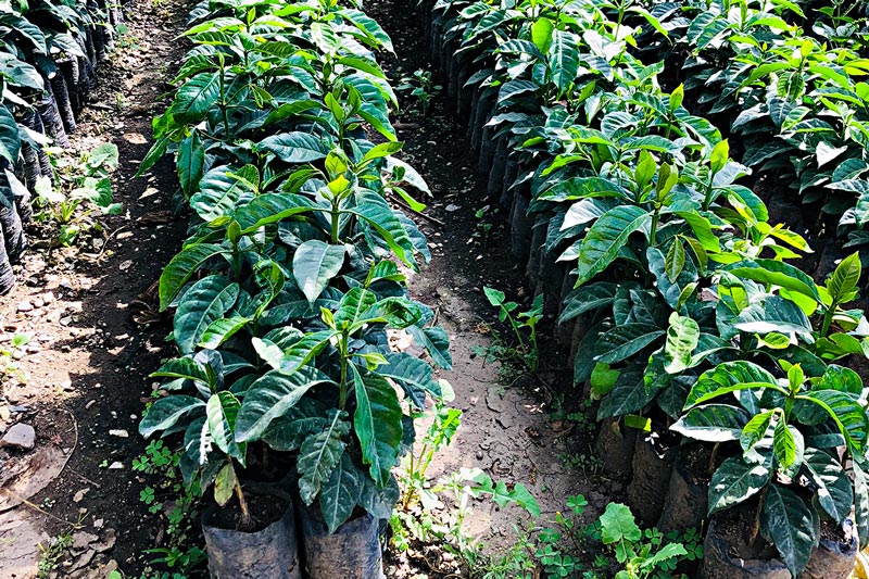 Organic coffee seedlings ready for planting in Guatemala.