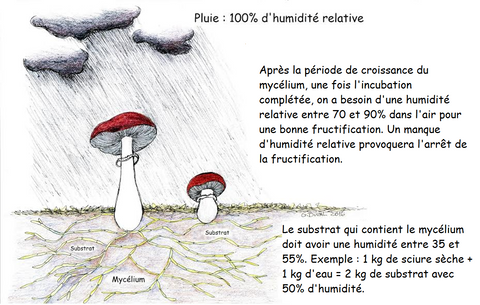 Gestion de l'eau pour la culture des champignons