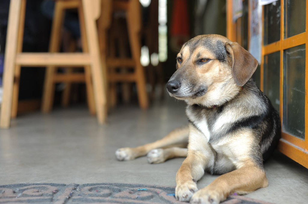 hiptipico blog rescue pups guatemala
