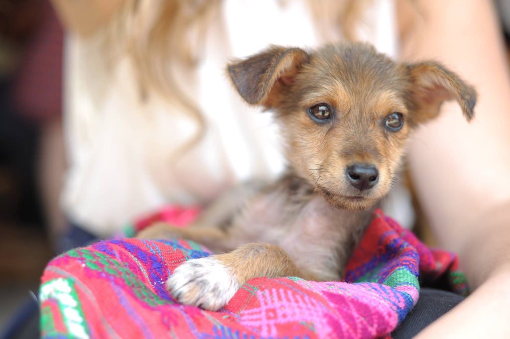 hiptipico ethical fashion rescue pup guatemala