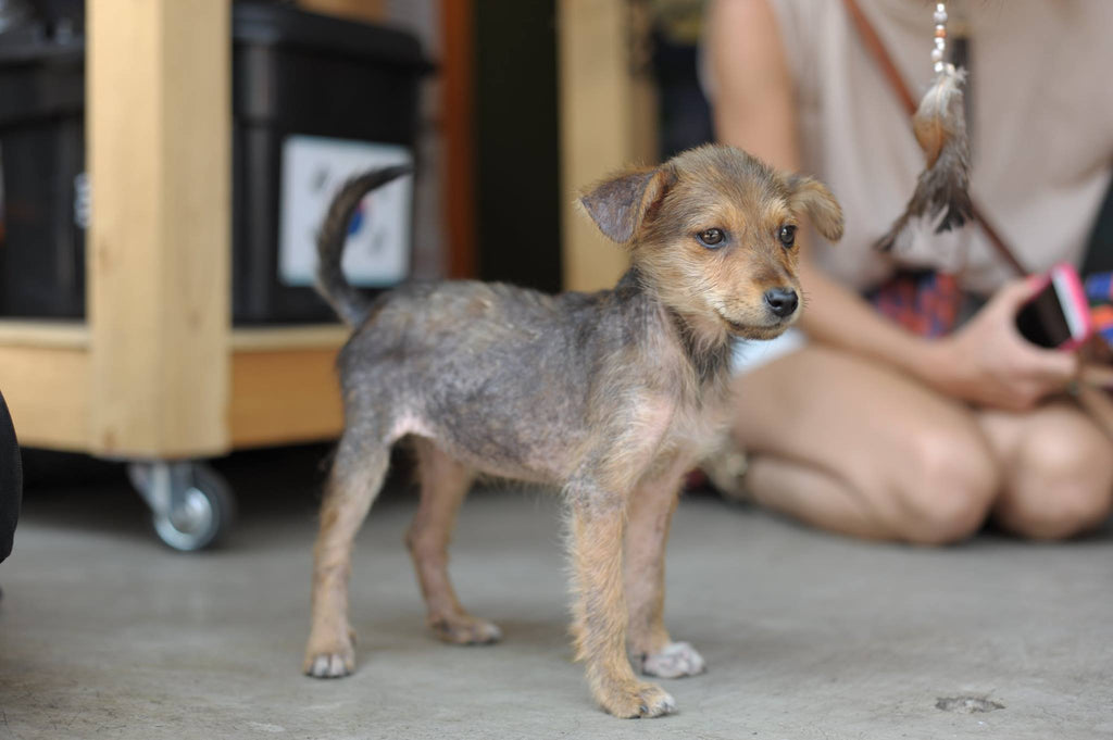 rescue puppy, Guatemala, Mona