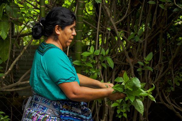 Artisan partner Rosa gathers leaves to prepare natural textile dyes, ethical fashion brands that use natural dyes, maya dying process, tz'utujil weaveers