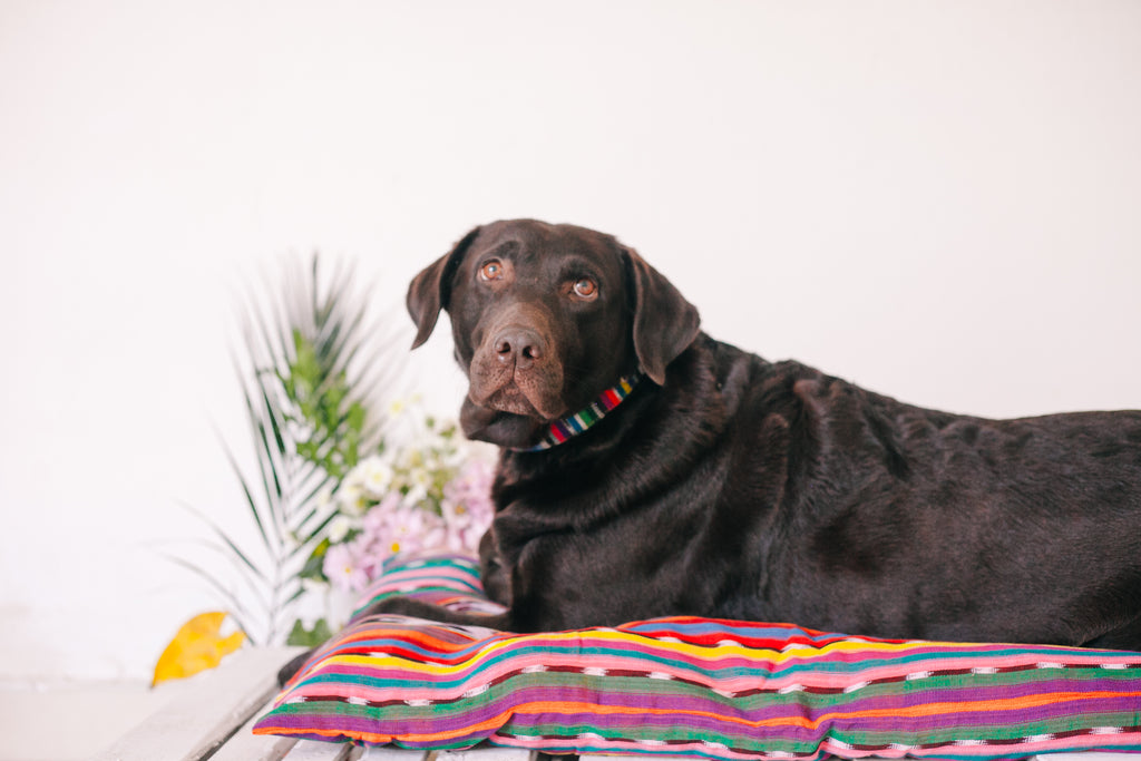 chocolate lab, hiptipico office dog, office pets, emotional support animals