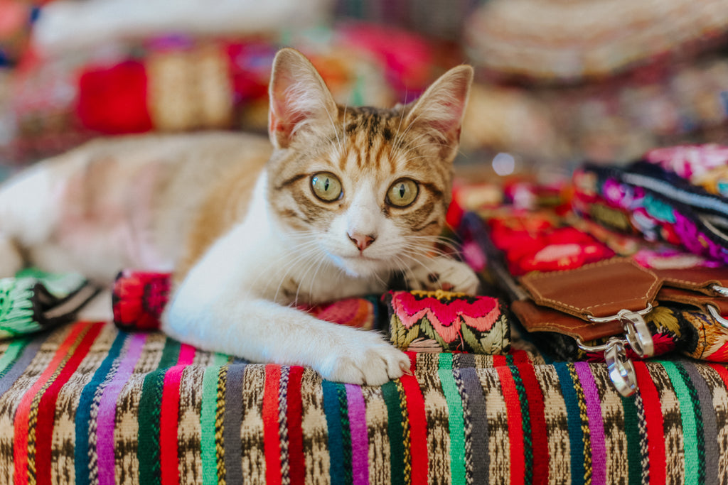 hiptipico office staff, kitten, office cat, animals in the office, happy work space, emotional support