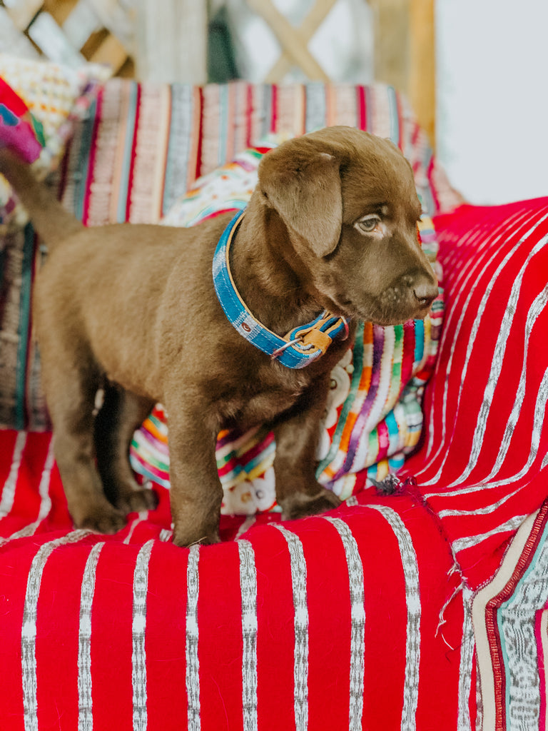 guatemalan puppy, chocolate lab puppy, hiptipico office dog 