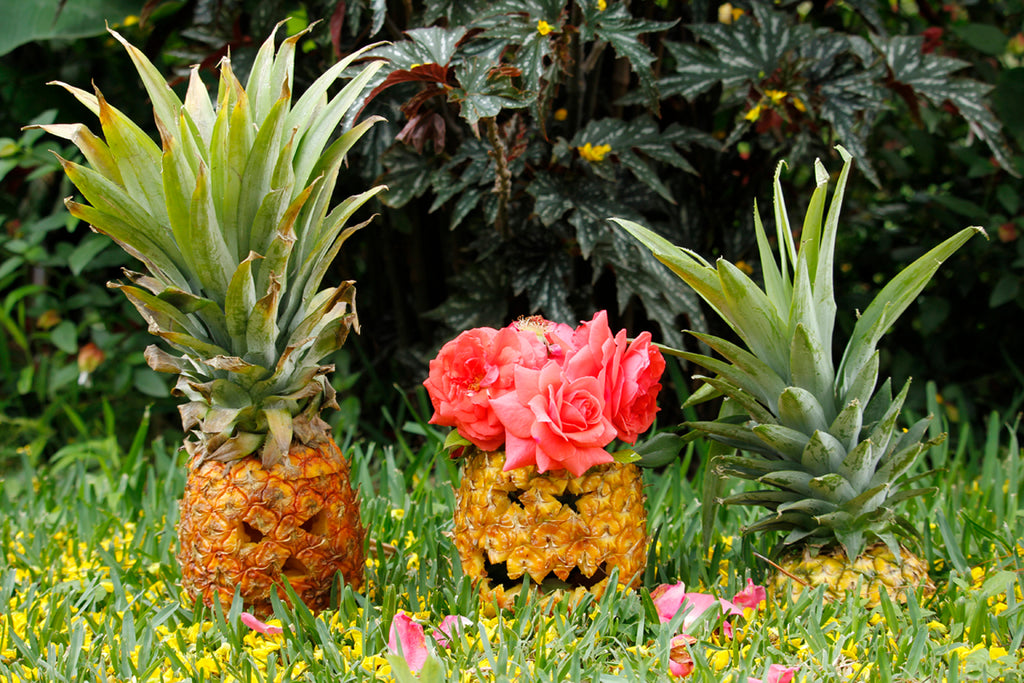 pineapple jack-o-lantern, pinterest halloween, pinterest pineapple, pineapple carving, hiptipico blog, alyssaya blgo